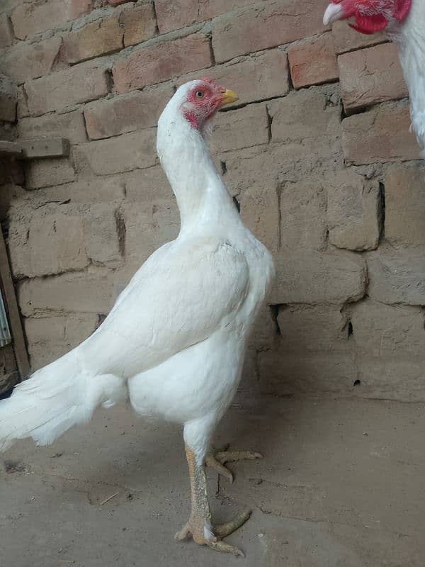 white heera 6