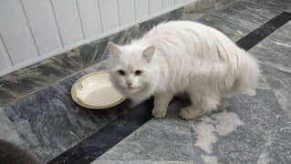 Beautiful white parcian female cat