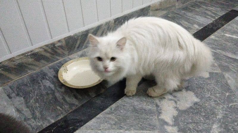 Beautiful white parcian female cat 0