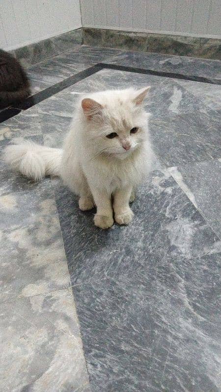 Beautiful white parcian female cat 1