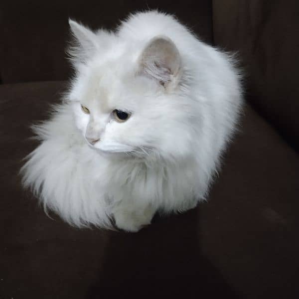 Beautiful white parcian female cat 2