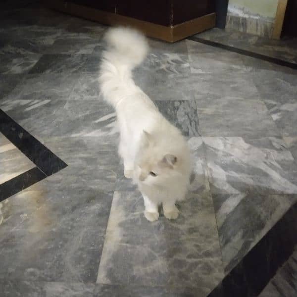 Beautiful white parcian female cat 3