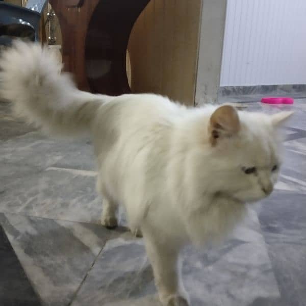 Beautiful white parcian female cat 4