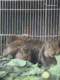 Holland lop male and female bunny for sale rawalpindi islamabad