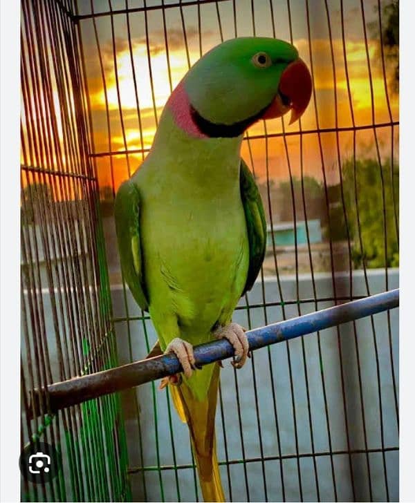 Talking parot 0
