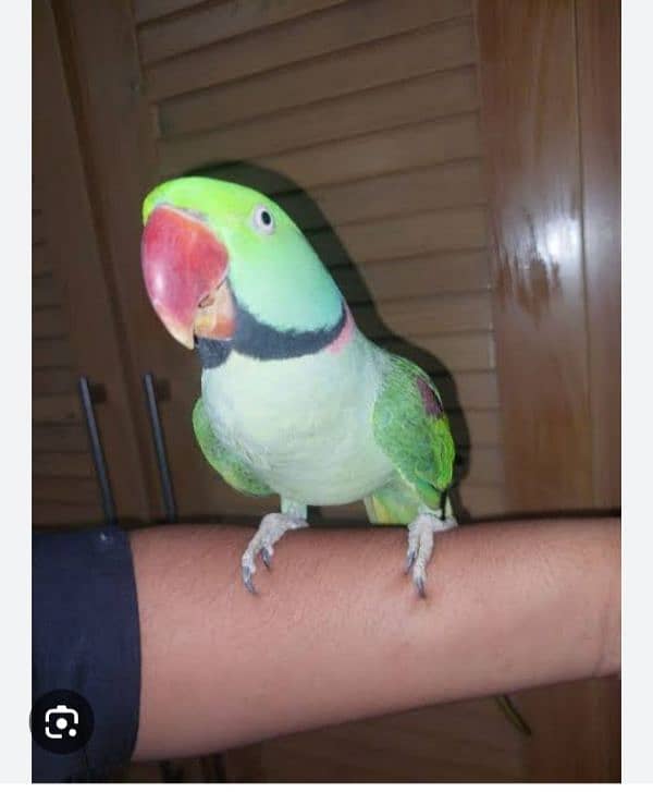 Talking parot 1