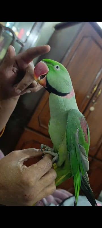 Talking parot 2