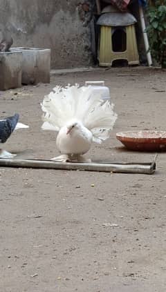 American faintail breeder with chick