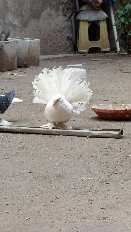 American faintail breeder with chick 0