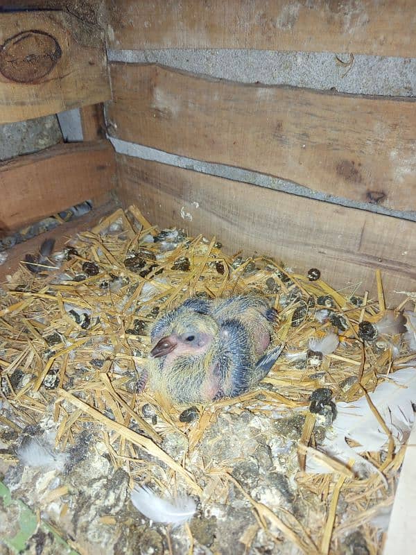 American faintail breeder with chick 3