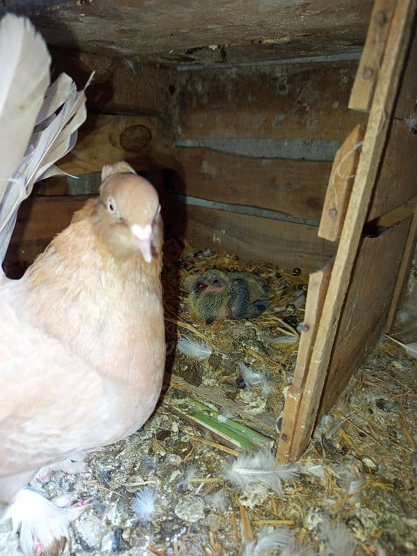 American faintail breeder with chick 4