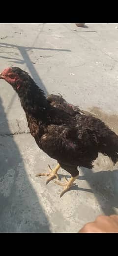 pure o shamo female 03054775070