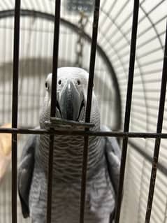 AFRICAN GREY PARROT | Mature bird