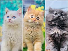 Persian Punch face triple coat cat Kitten