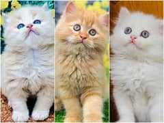 Persian Punch face triple coat cat Kitten