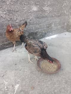 egg laying hen