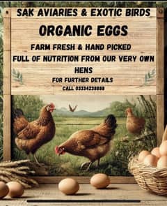 Organic Eggs - homebased farming