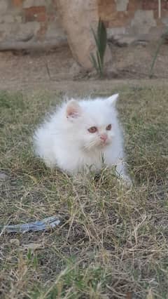 KITTEN white female persian fluffy and playfull kitten