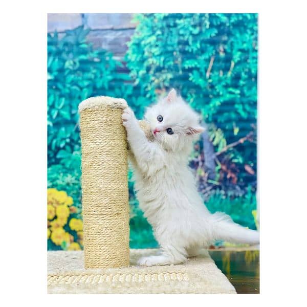 Persian Punch face triple coat cat Kitten 6