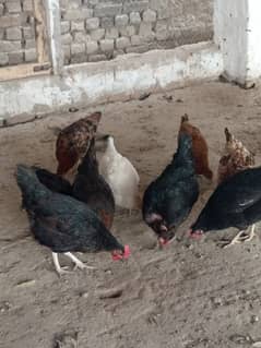 Golden misri hens for sale near me eggs laying in low price