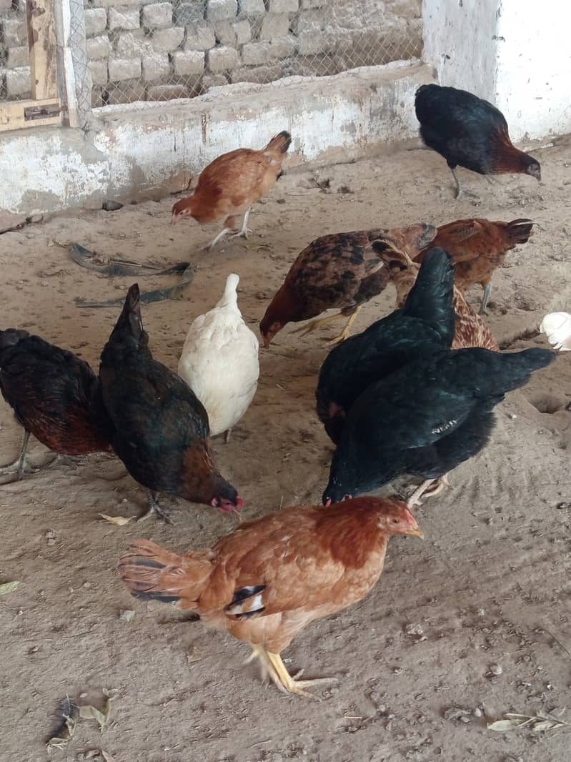 Golden misri hens for sale near me eggs laying in low price 1