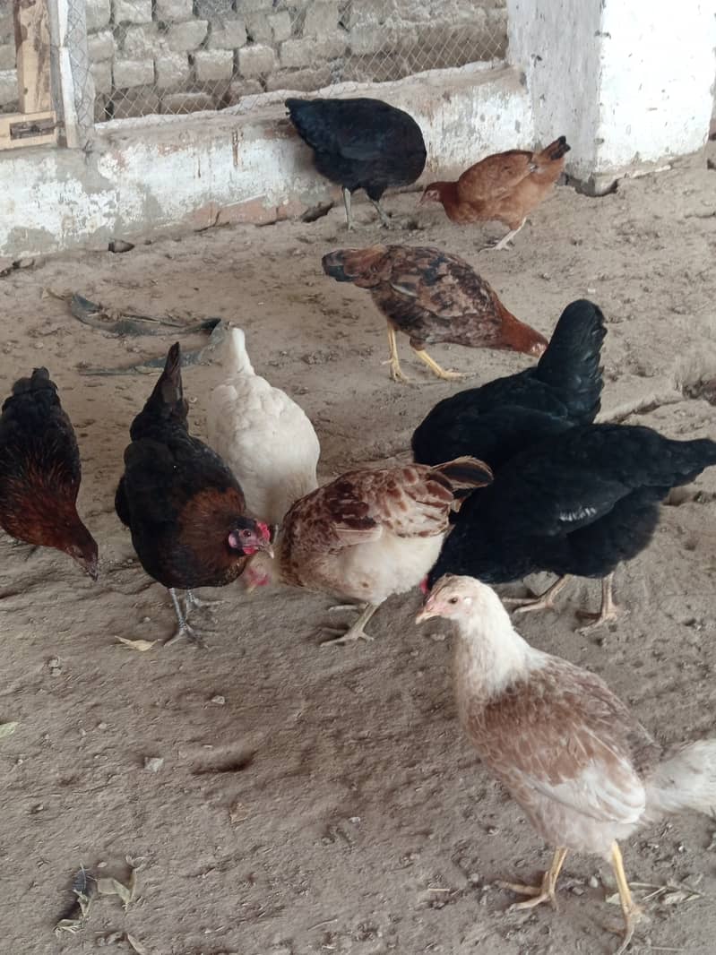 Golden misri hens for sale near me eggs laying in low price 2