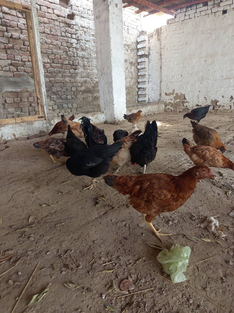 Golden misri hens for sale near me eggs laying in low price 3