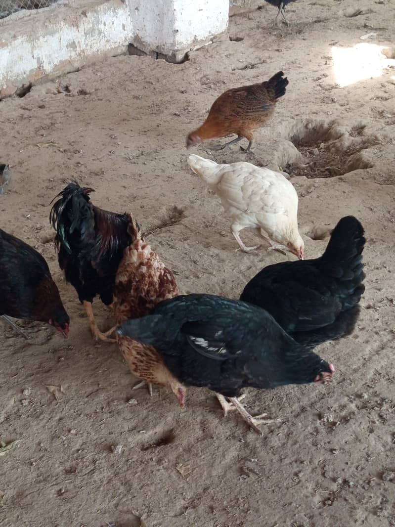 Golden misri hens for sale near me eggs laying in low price 4