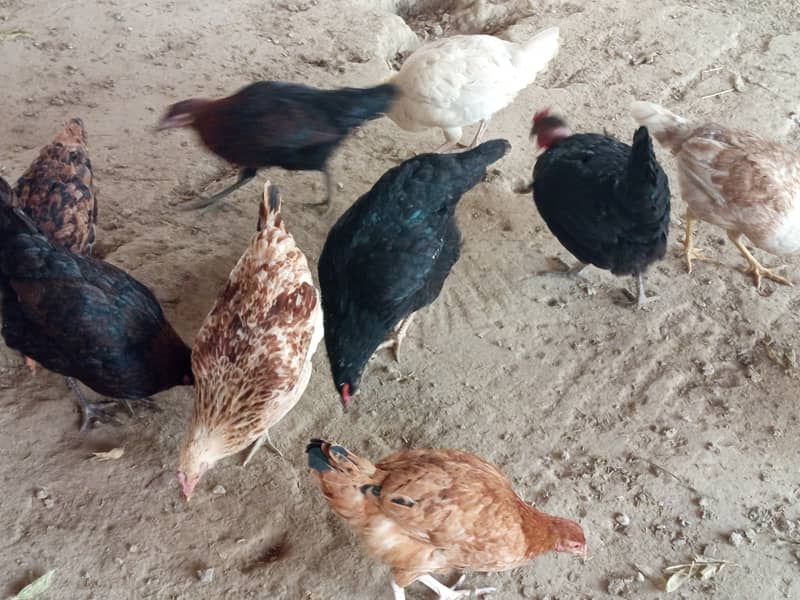 Golden misri hens for sale near me eggs laying in low price 5