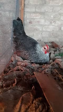 Golden misri hens for sale all are vaccinated