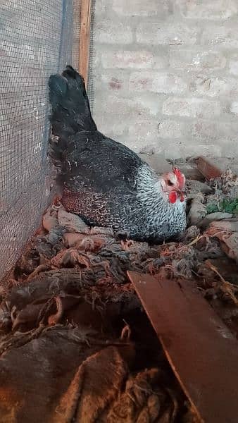 Golden misri hens for sale all are vaccinated 0