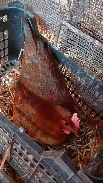 Golden misri hens for sale all are vaccinated 1