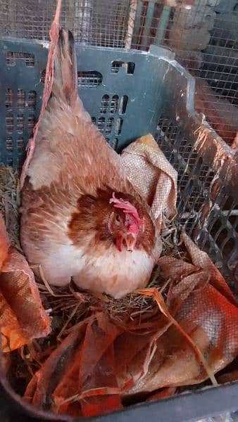 Golden misri hens for sale all are vaccinated 5