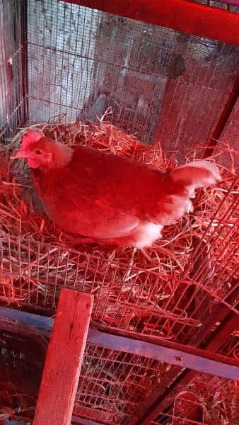 Golden misri hens for sale all are vaccinated 6