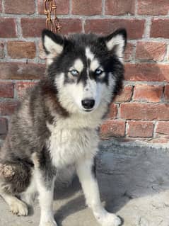 blue eyes siberain husky breeder female