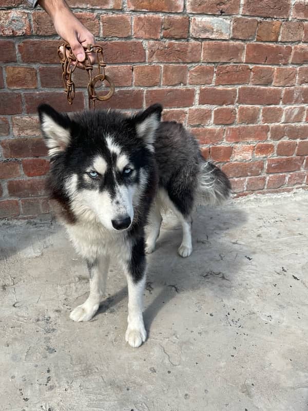 blue eyes siberain husky breeder female 2