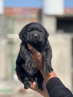 Labrador puppy