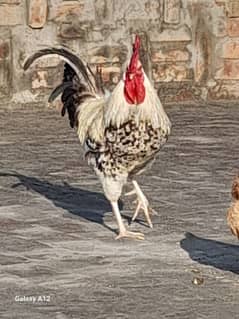 mirsi hen