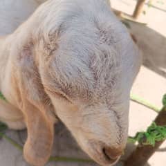 makhi cheena batcha and makhi chini bakri