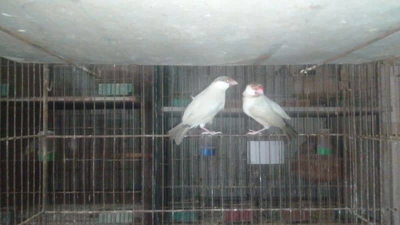 Gouldian female & Java breeder + pathe 13