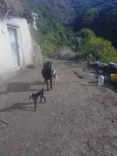 Goat with tow babies for sale