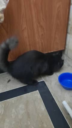 Black panther persian cat trained