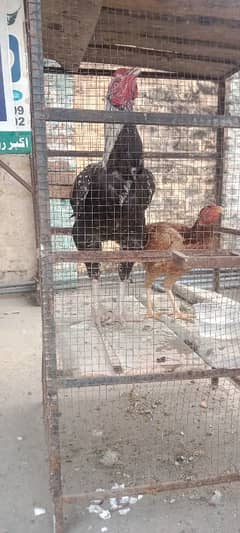 2hen ik chik and ik aseel Murga for sale 03098799909