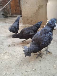 Ayam cemani