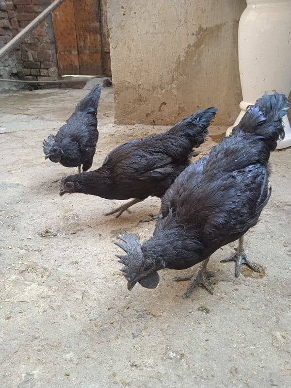 Ayam cemani 0