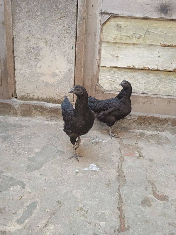 Ayam cemani 1