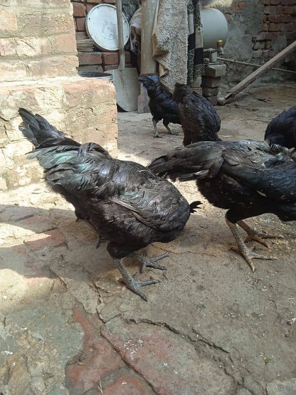 Ayam cemani 2