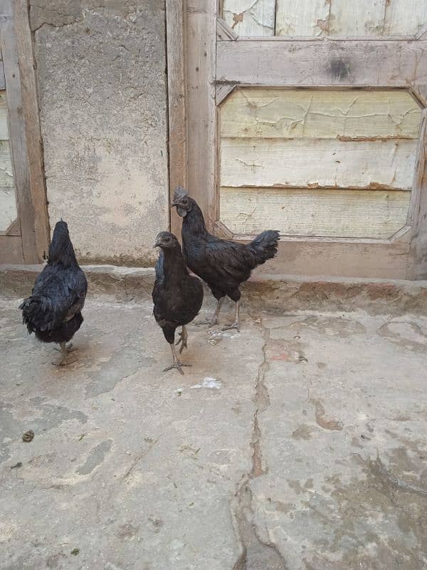 Ayam cemani 3