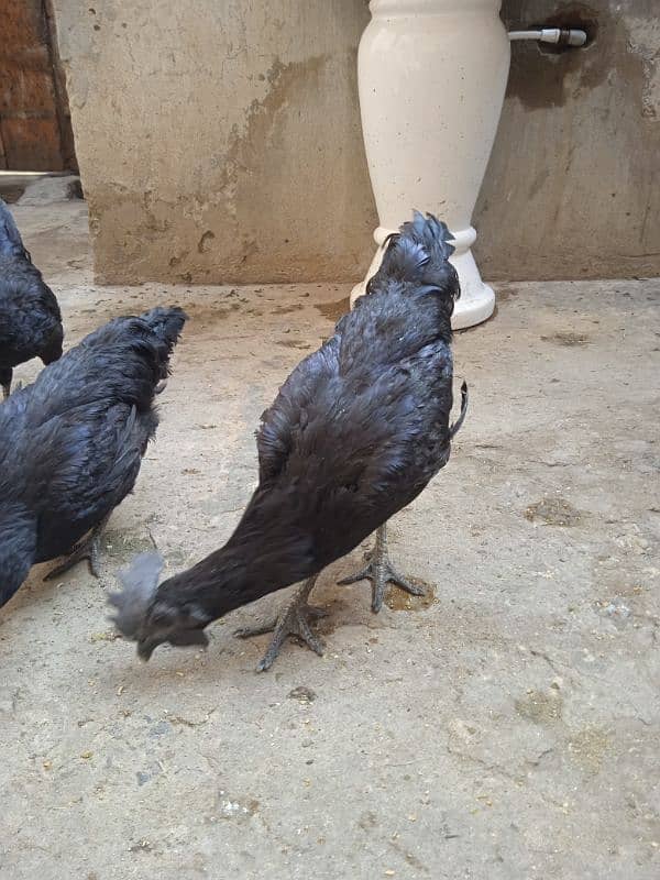 Ayam cemani 4