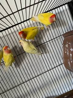 lovebird breeder pairs